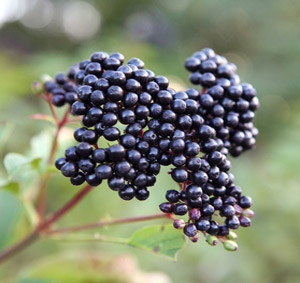 Maqui Berry (Маки Бери) е действително най-мощният антиоксидант за отслабване, който се предлага на пазара и е на страхотна цена. 