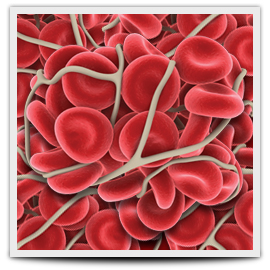 Хранителна добавка Натокиназа (Nattokinase) капсули от Doctor's Best на супер цена