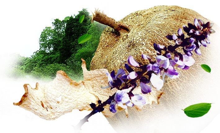 Крем pueraria mirifica за уголемяване на бюста на супер цена