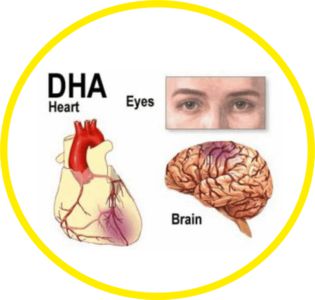 Витамини за бременни PreNatal + DHA на 21 Century помага за правилното развитие на мозъка, ретината и нервната система на бебето.