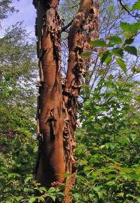 Канелата се извлича от кората на канеленото дърво (Cinnamon Bark) , която след изсушаване се навива на специални форми (канелени пръчици) 