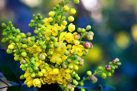 Oregon Grape капсули предпазва от бактериални и гъбични инфекции