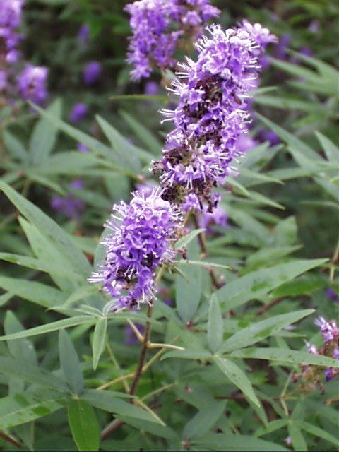 Екстрактът от билката Vitex Agnus castus действа благоприятно на репродуктивната система при жените
