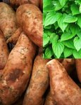 Wild Yam (див сладък картоф) е полезен за женския организъм, защото облекчава менструалните крампи