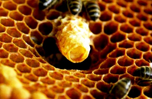 Royal Jelly на капсули е хранителна добавка, която подобрява настроението, премахва умората и подсилва имунитета