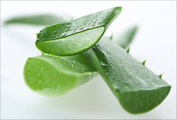 Продуктът Aloe Vera под формата на капсули предлага изобилие от витамини, които да ви помогнат в превенция срещу болести или стимулиране на организма да се пребори с тях. 