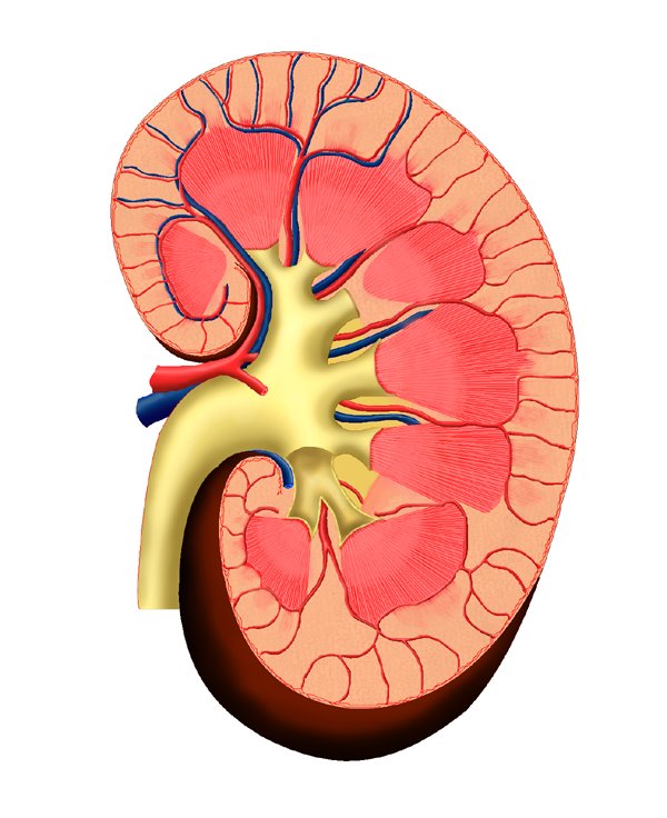 Kidney Care Blend от Kroeger Herb действа при бъбречни колики, нормализира водно-солната обмяна.