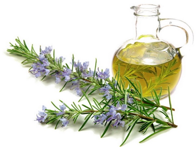 Rosemary leaves е полезна при стоматити и болести на устната кухина. 