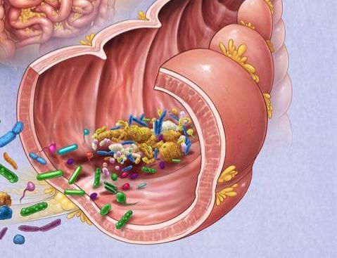 Probiotic-10™ 25 Billion от Jarrow Formulas заздравява чревната микрофлора и детоксикира