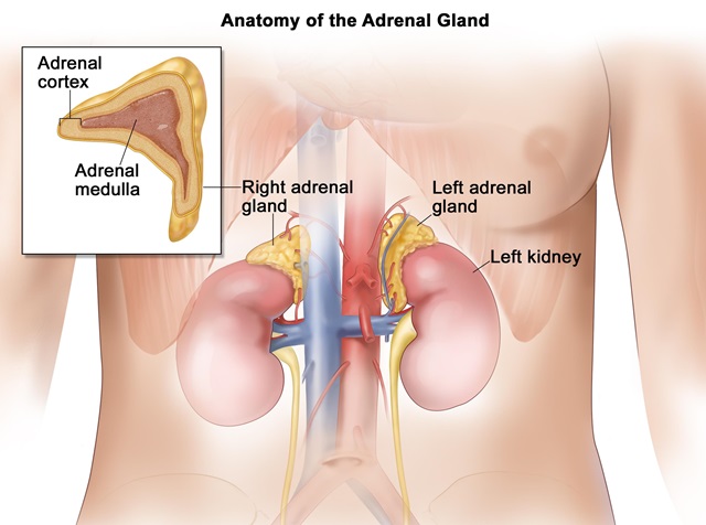 Adrenal Cortex капсули от Thorne Research помагат на организма, като осигурява здравословна работа на надбъбречните жлези.