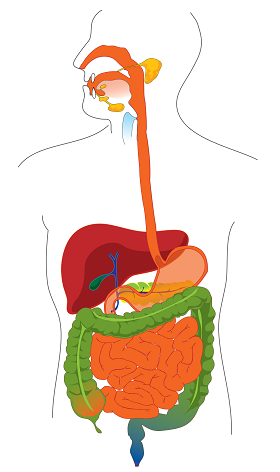 Digestive Enzymes на супер цена поддържа цялата храносмилателна система в добро състояние и помага при възпаления на червата