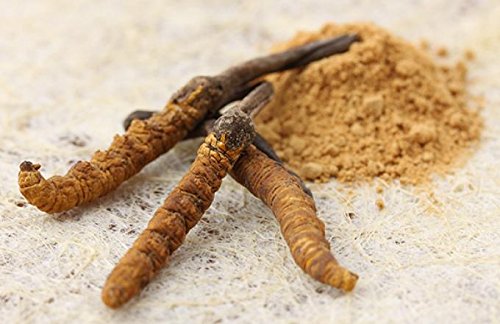 Cordyceps Sinensis от Fungiology укрепва имунитета и регулира състава на кръвта