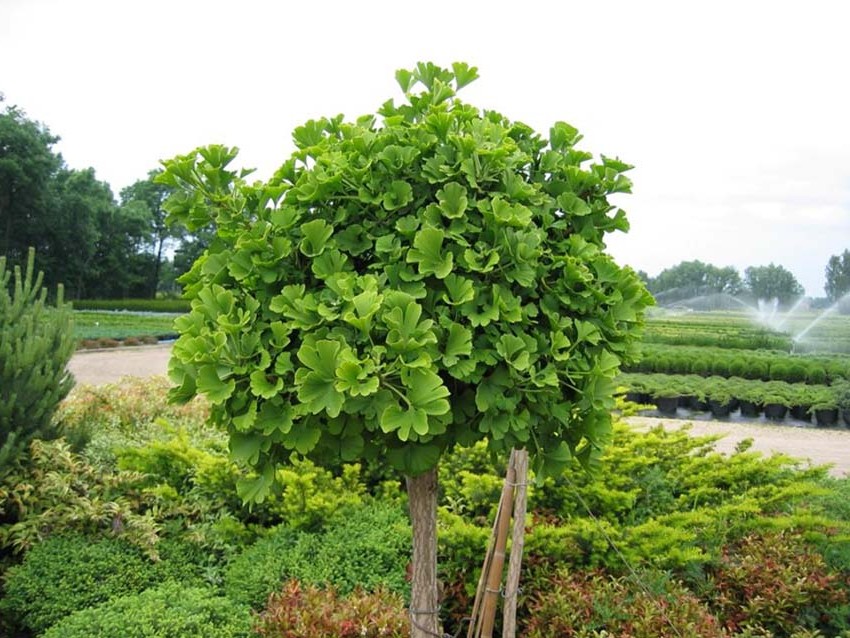 Ginkgold Eyes от Nature`s Way съдържа гинко билоба.