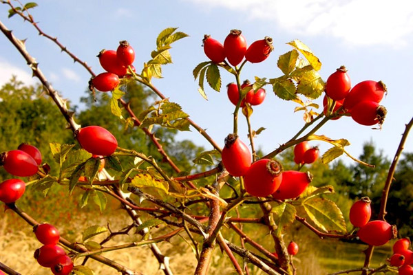 Vitamin C-1000 + Rose Hips от Pure Nutrition подпомага синтеза на важни хормони