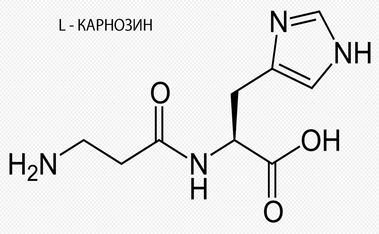 Л-Карнозин от Natural Factors увеличава физическата сила, издръжливост и енергия