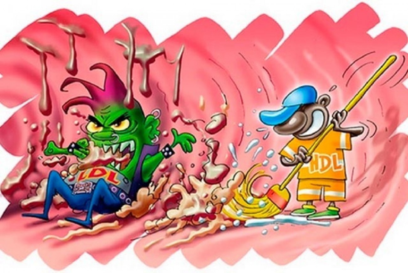 Ниацинамид на прекрасна цена регулира съотношението между вредния и полезния холестерол и пречиства кръвоносните съдове