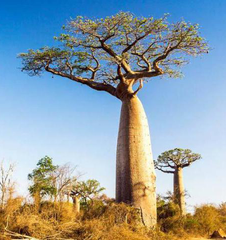 SuperFibres 300 gr на топ цена от BioTona регулира работата на храносмилателната система