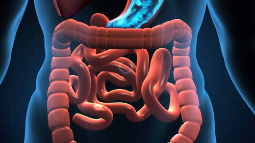 Digestive Enzymes (Храносмилателни ензими) 182 мг 90 таблетки от Webber Naturals с уникална цена активно стимулира храносмилането