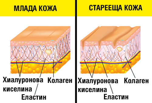 Капсулите Collagen Type 1 Peptides от Regime London на супер цена забавя процесите на стареене на кожата
