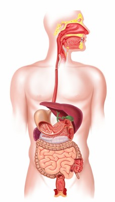 Папая Eнзими с Амилаза и Бромелаин от Natural Factors подобрява храносмилателно