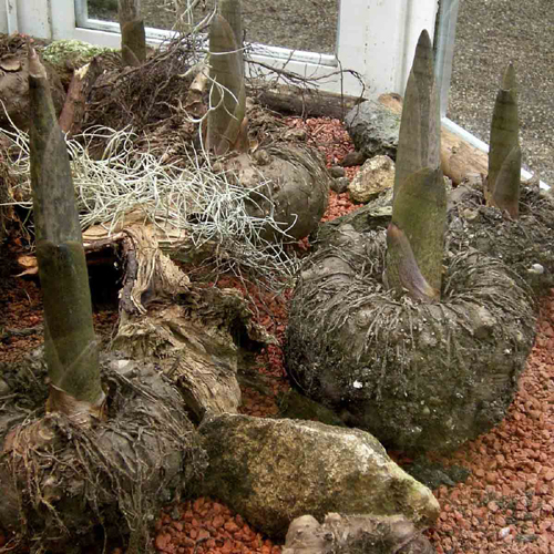 PGX Daily Ultra 750 мг 240 гел капсули от Natural Factors на топ цена включва глюкоман, съдържащ се в конджак, влияещ на апетита и прочистващ червата, добавката е само с положителни мнения.