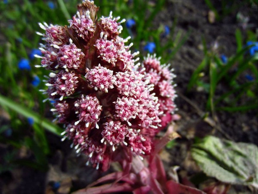 Петадолекс Про-Актив от Enzymatic Therapy подобрява кръвообращението в мозъка и помага при мигрена