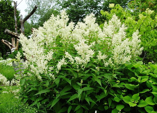 Resveratrol with Grape Seed Extract от Webber Naturals укрепва здравето на всички системи и органи в организма