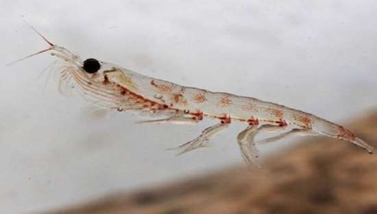 Омега-3 Масло от Крил от Webber Naturals предоставя висококачествени омега-3 мастни киселини и астаксантин