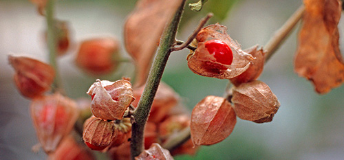 Ашваганда 500 мг 60 капсули от Nature`s Way на атрактивна цена е един от най-силните адаптогени, стимулиращ имунитета