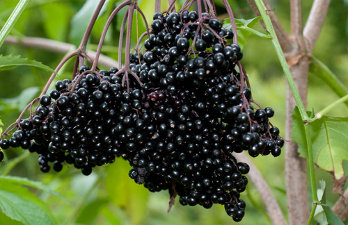 Sambucus Fizzy 100 мг 10 сашета от Nature`s Way на топ цена доставя стандартизиран екстракт на черен бъз и мощна доза витамин С