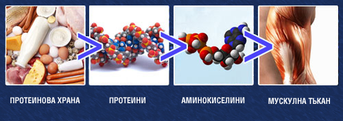 AMINO 2500 120 tablets от HS Labs на супер цена е висококачествен източник на 18 есенциални и неесенциални аминокиселини, които са бързоусвоим източник на белтъчини