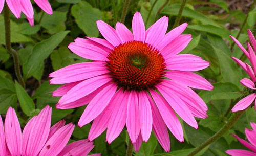 Ехинамид® сироп при кашлица и настинка 3451 мг 150 мл от Natural Factors на топ цена е от най-силните природни стимулатори и модулатори на имунния отговор на тялото