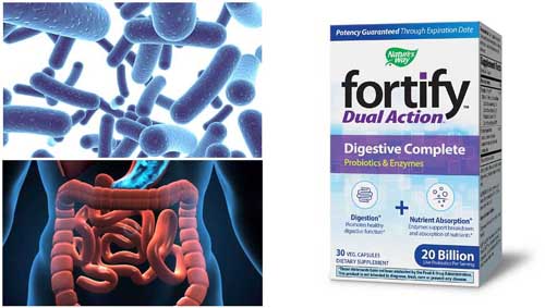 Fortify™Dual Action Digestive Complete 30 капсули от Nature`s Way на супер цена подкрепя нормалната чревна микрофлора