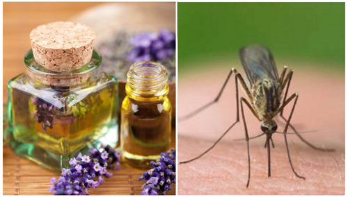 Българско БИО масло от лавандула 10 мл от Ayan на супер цена защитава срещу ухапване от комари и поява на молци