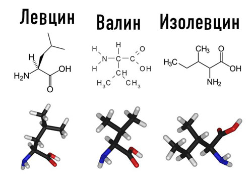 BCAA 2:1:1 INSTANT 400 gr от HSlabs на изгодна цена са основните хранителни вещества за мускулите