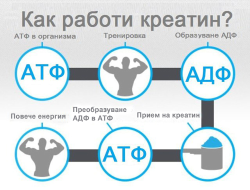 Креатин на прах 300/500 гр на топ цена от HSLabs повишава общите нива на клетъчния фосфокреатин и така може да се ускори ресинтезата на АТФ от ADP