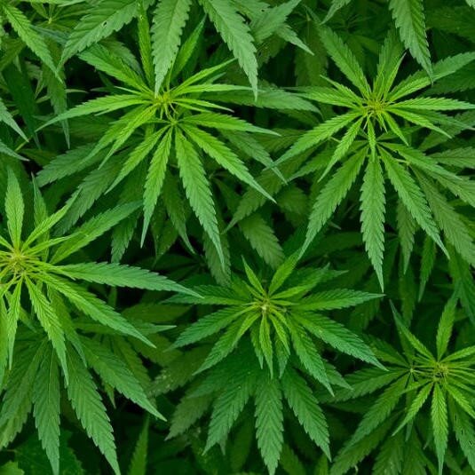 Канабидиол 2400 мг Premium Black на топ цена от Pharma Hemp е с висока концентрация на CBD.