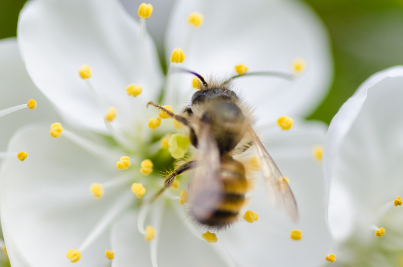 Пчелен Прополис (Bee Propolis) на топ цена е чудесен имуностимулант.