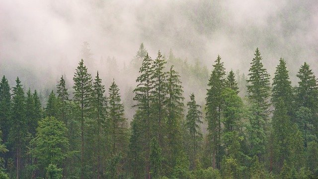 Beta-Sitosterol 320 мг 30 капсули от Swanson на супер цена е високоефективна добавка за понижаване нивото на холестерола и предпазва от атеросклероза.
