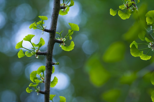 Ginkgo Biloba 24% 60 мг 30 капсули от Swanson на специална цена подобрява паметта и способността за мислене. 