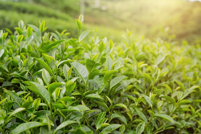 Grape Seed, Green Tea & Pine Bark Complex 60 капсули от Swanson на топ цена е добавка за грижа за имунното и сърдечно-съдовото здраве. 