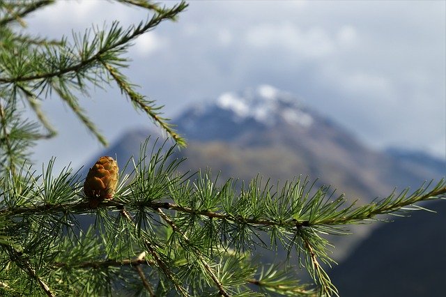 Larch Tree Arabinogalactan подкрепя клетъчната активност, която е важна за способността на клетките да действат като естествени убийци.