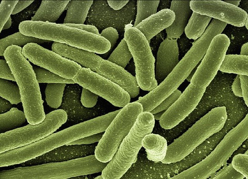 ProBiotic-4 3 млрд. CFU 60 веге капсули на супер цена от Swanson предотвратява развитието на болестотворни бактерии