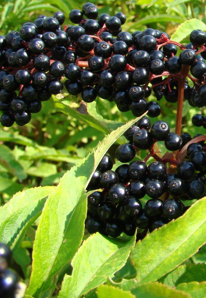 Самбукус Сироп за Имунитет на специална цена от Nature's Way повишава защитните сили на организма в борбата с вируси, настинки, грип, има противораково действие, антиоксидантни свойства.