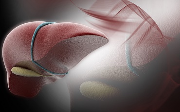 Шизандра на неповторима цена от Swanson подобрява работата на черния дроб и укрепва чернодробните клетки