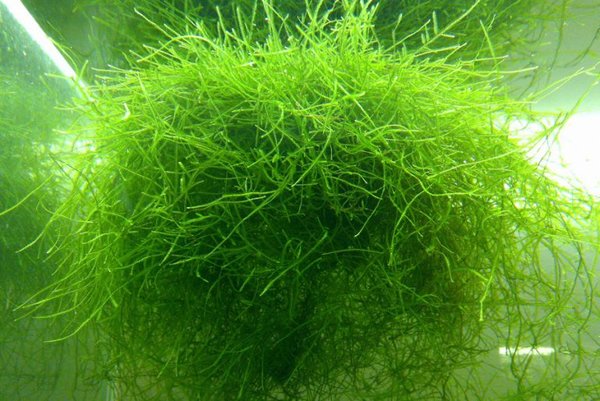 Спирулина 100 капсули от Nature's Way е хранителна добавка, произведена от синьо-зелени водорасли, много полезни за здравето на човека.