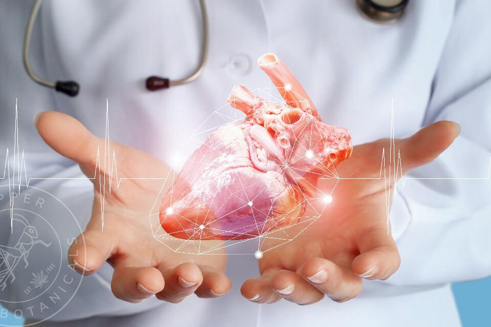 Канелата в добавката на Sanct Bernhard може да намали риска от сърдечни заболявания, а те са най-честата причина за преждевременна смърт в света.