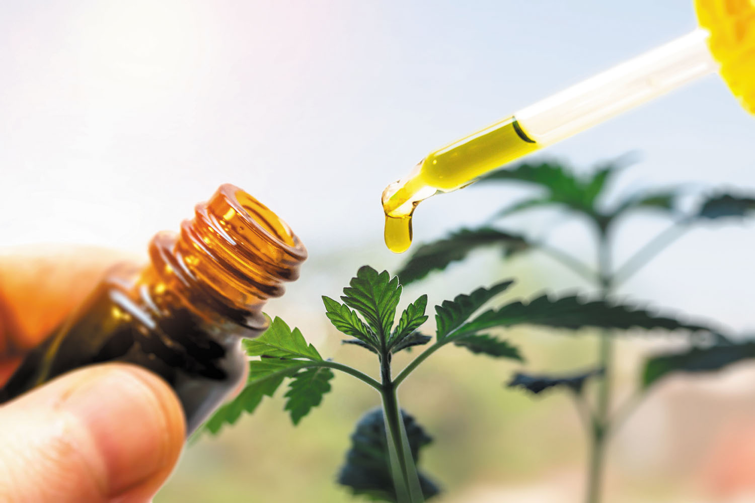 CBD масло се произвежда от екологично чист коноп.