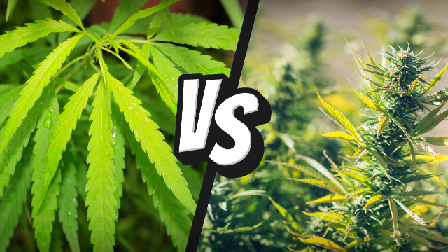 CBD Конопено Масло 5% на невероятна цена не съдържа психоактивни вещества и не влияе на съзнанието.