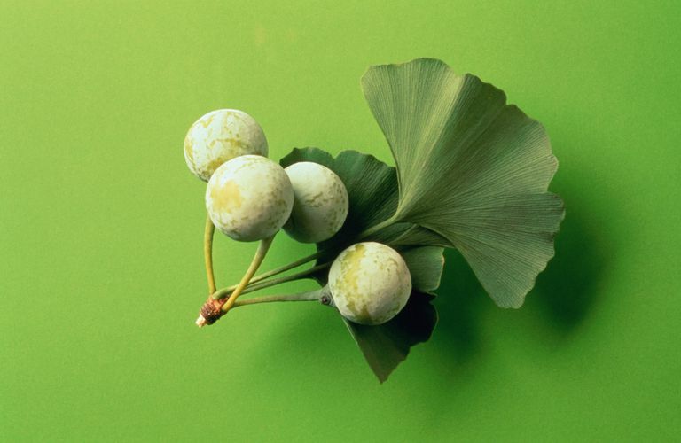 Капките от Гинко Билоба на марката Physalis са на топ цена и допринасят за по-доброто кръвообращение в мозъка и по този начин поддържат паметта.
